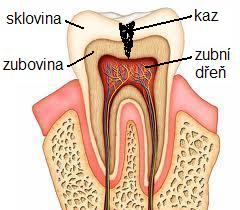 Schéma zubu a kazu